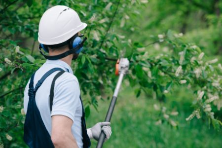Bush & Shrub Trimming